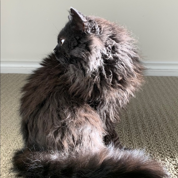 Meet your Posher, Pamela - Picture 4 of 11